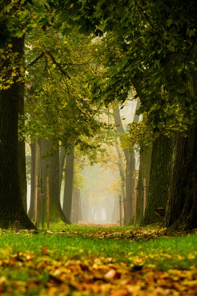 Cum te ajută natura să reduci nivelul de cortizol