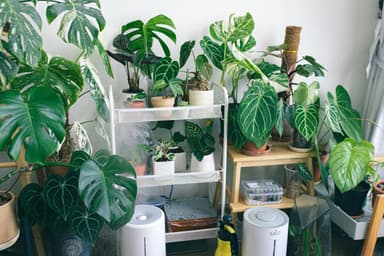 5 plante de interior care îți reduc stresul și îți purifică aerul